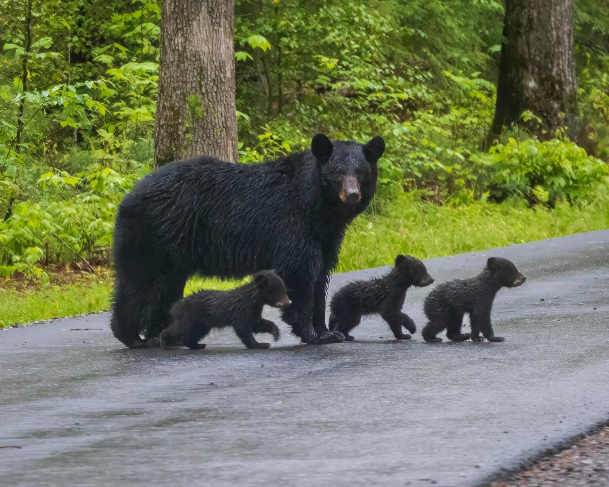 Papa Bear, Hot Tub, Wifi, 1089 Free Tickets Each Paid Day, Dollywood And More Sevierville Exteriér fotografie